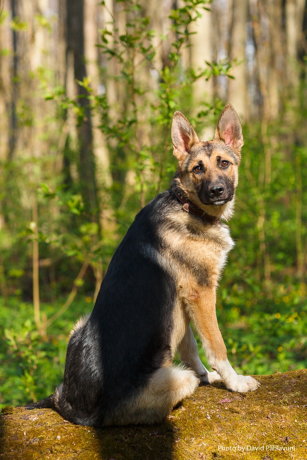 Элла