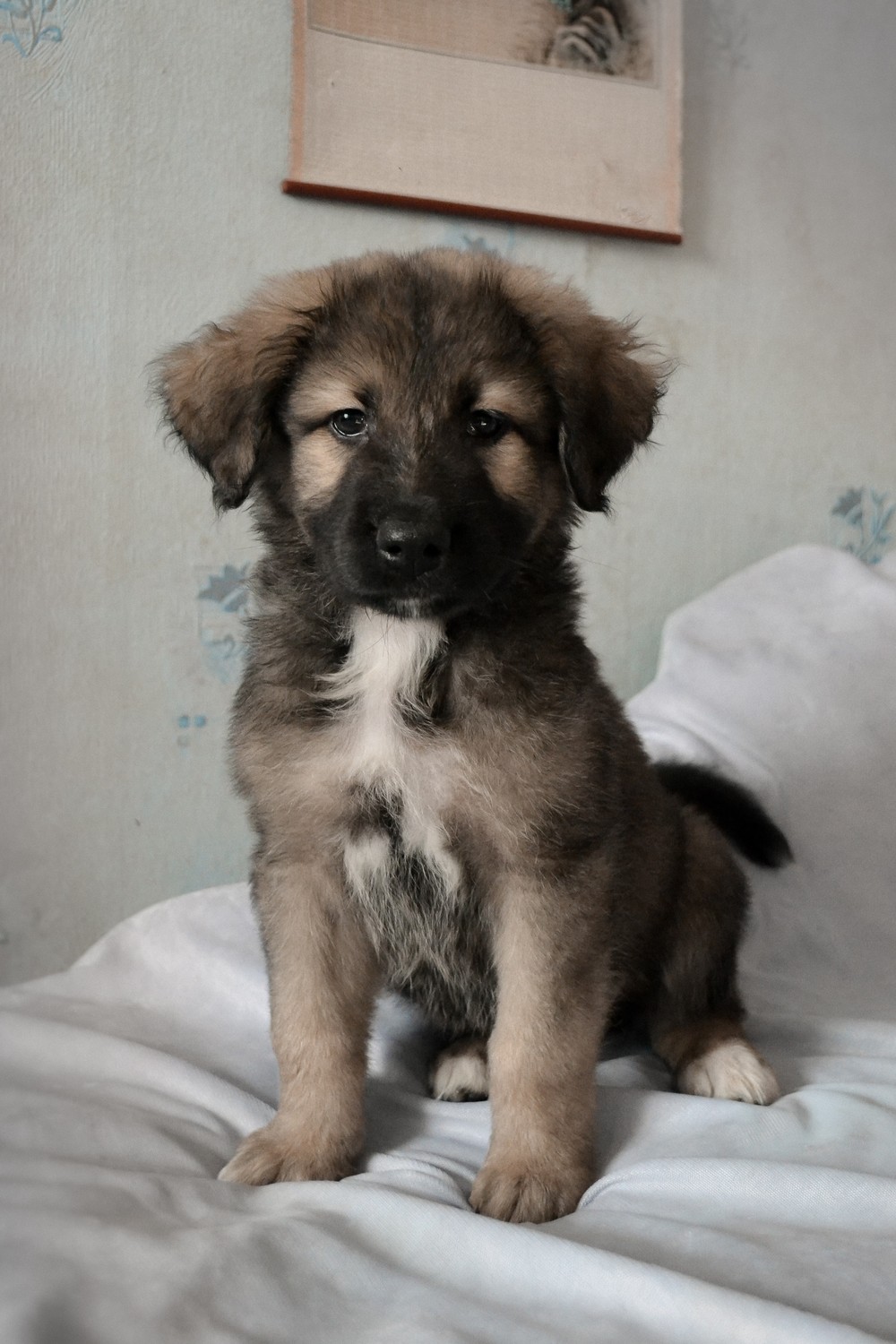 Кора (девочка)