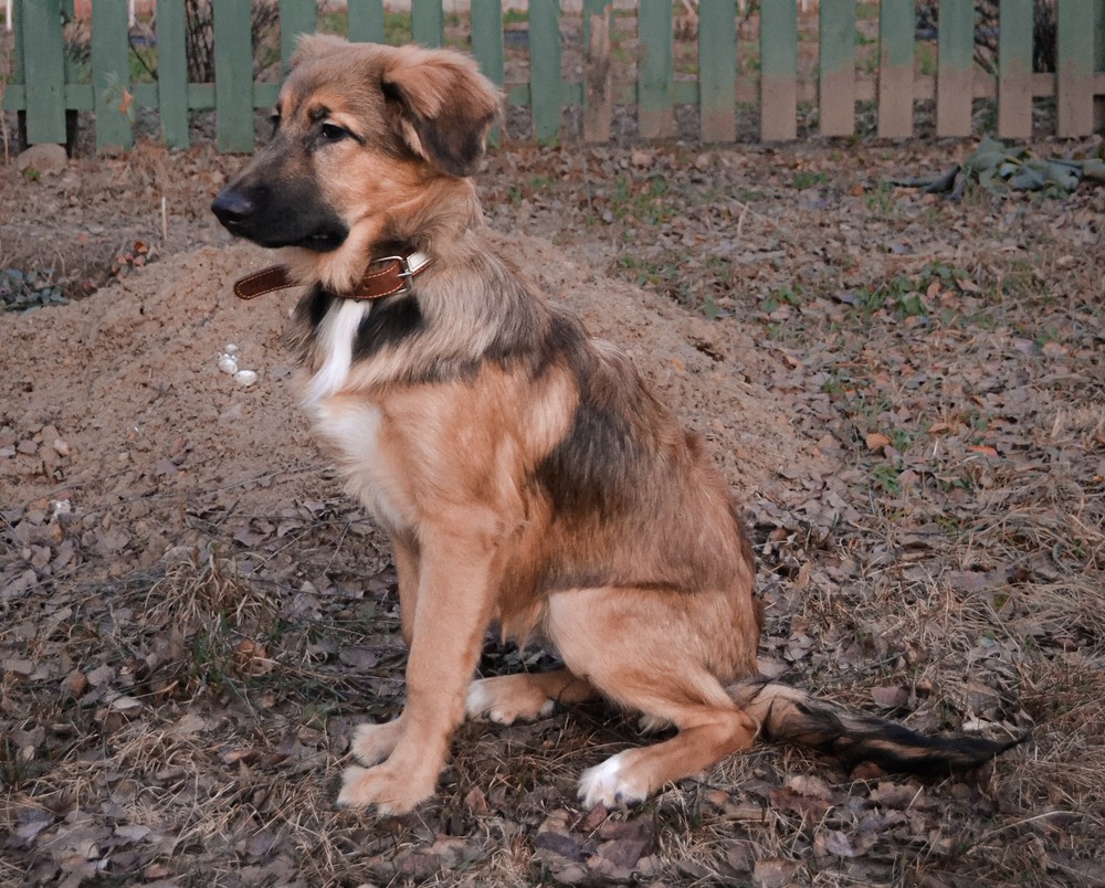 Кора (девочка)