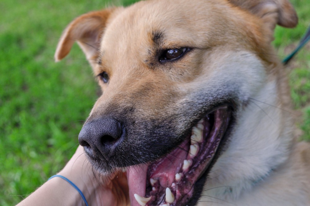 Жук