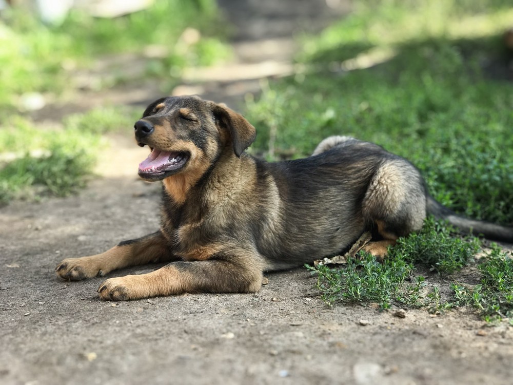 Гавр (мальчик)
