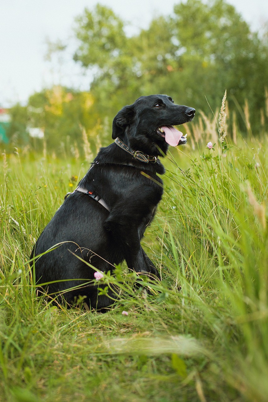 Гансель