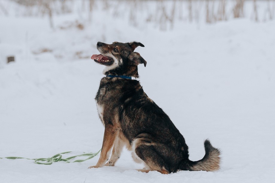 Бублик