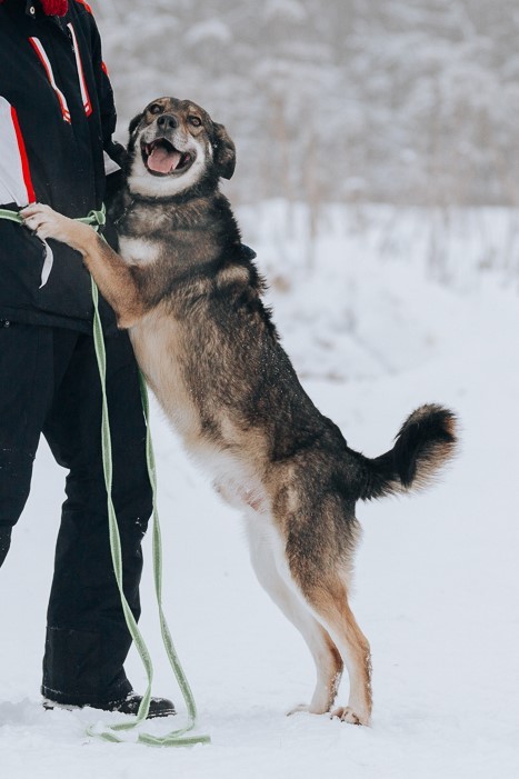 Бублик