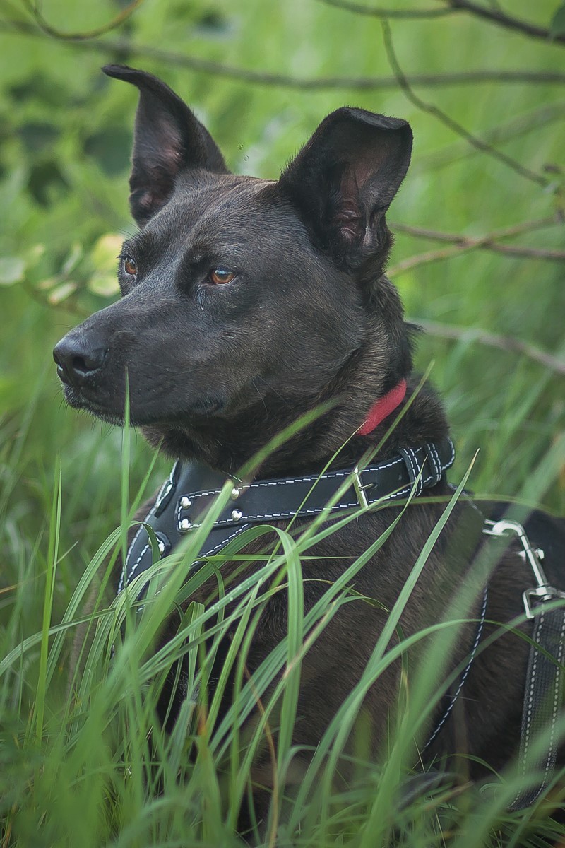 Макс