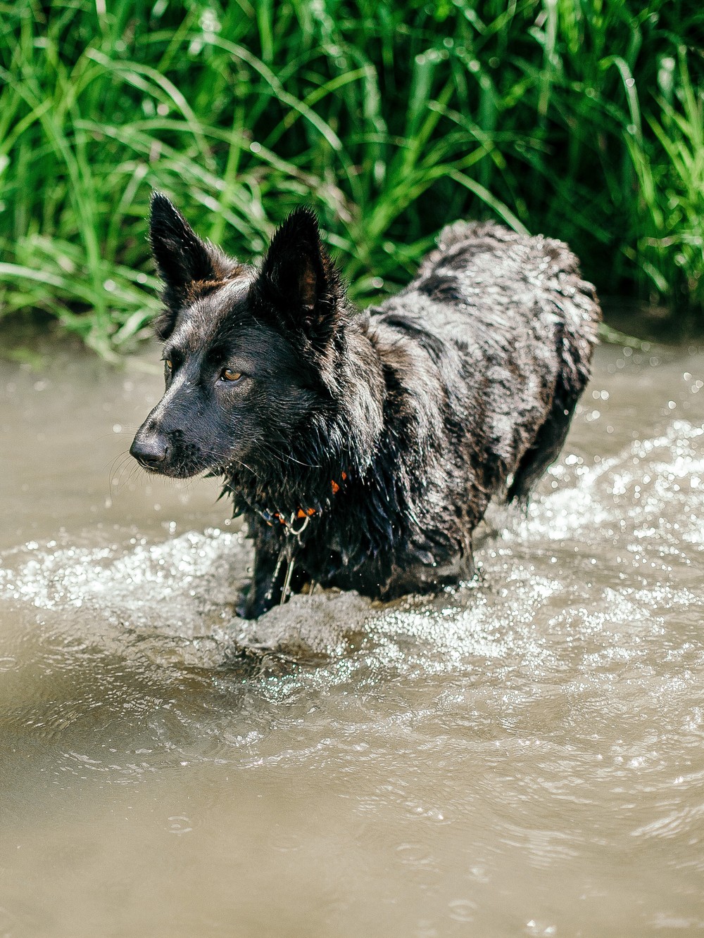Тиффани