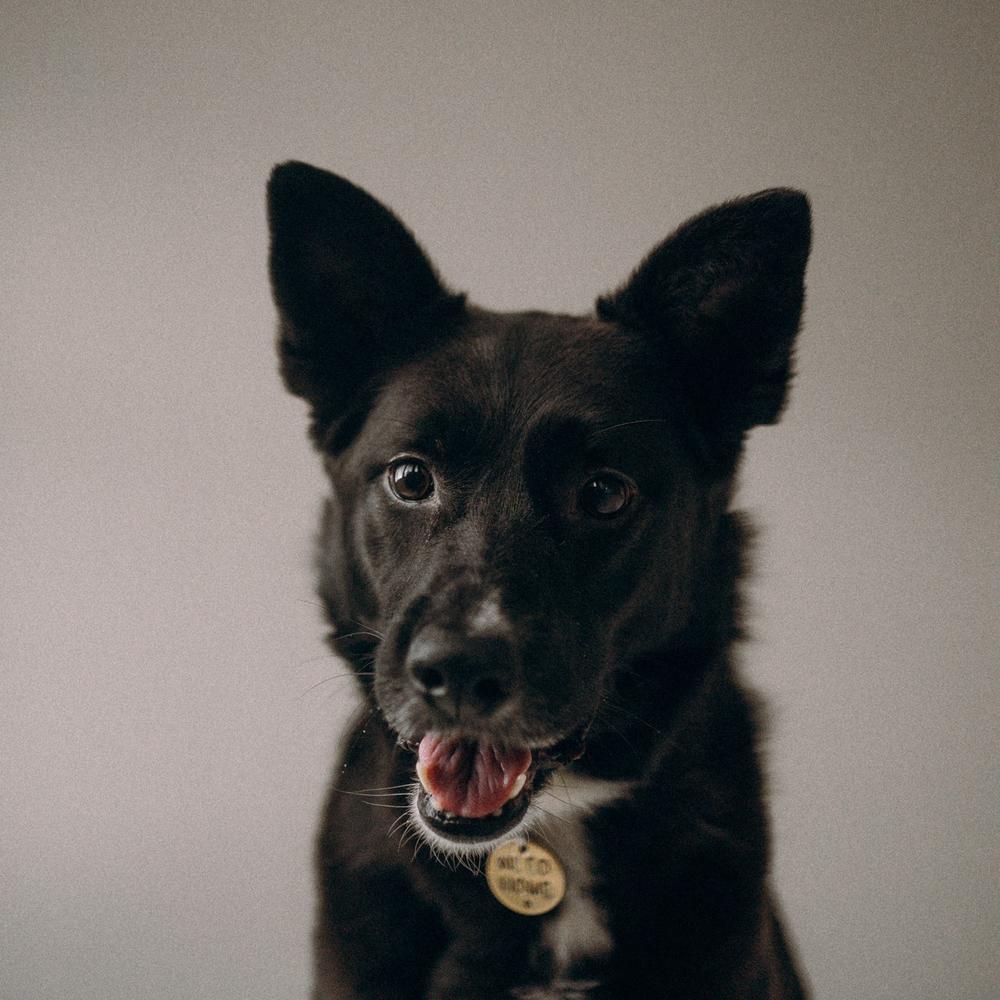 Лана