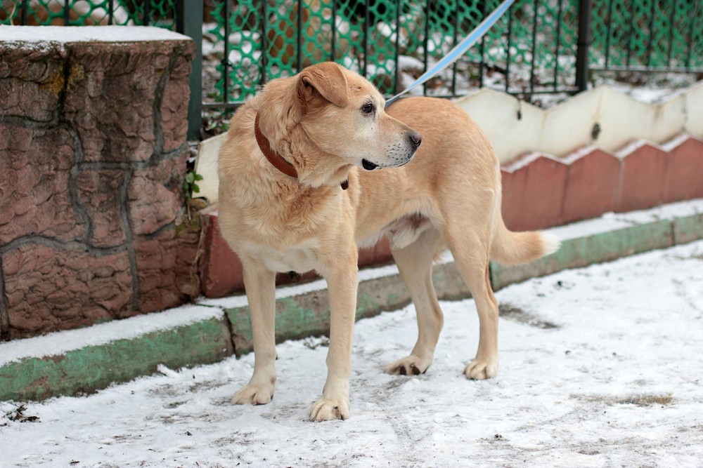 Ланселот