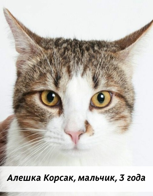 КОТЫ-УЧАСТНИКИ