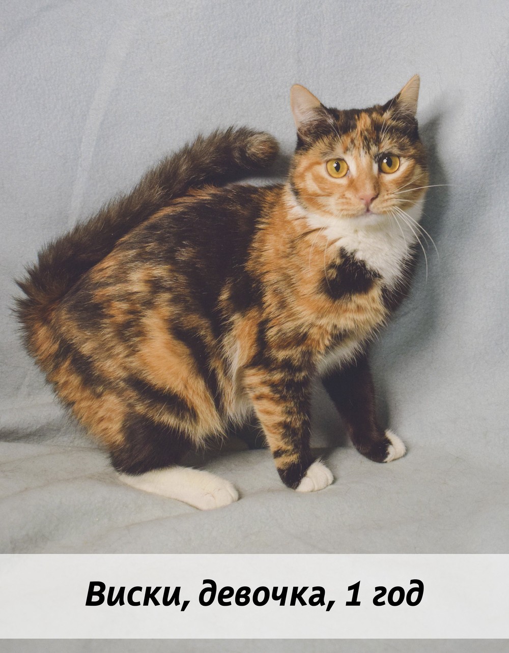 КОТЫ-УЧАСТНИКИ
