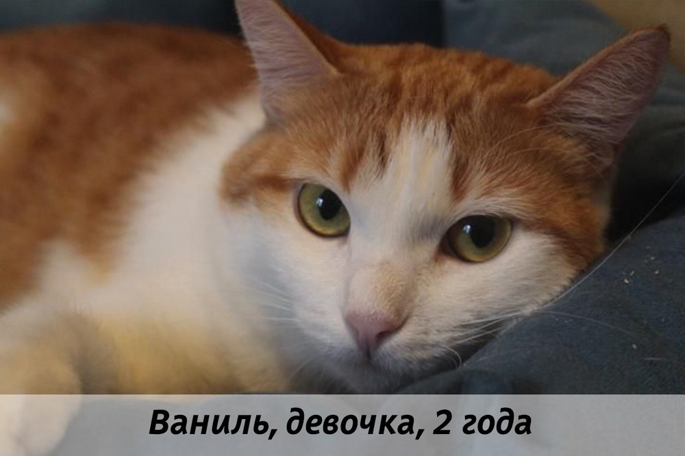 КОТЫ-УЧАСТНИКИ