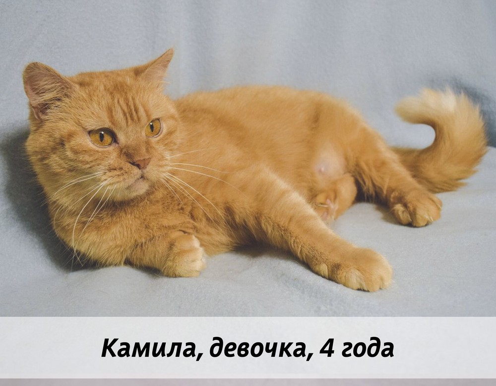 КОТЫ-УЧАСТНИКИ