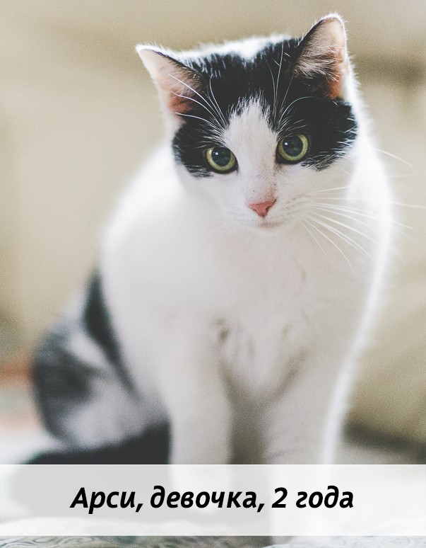 КОТЫ-УЧАСТНИКИ