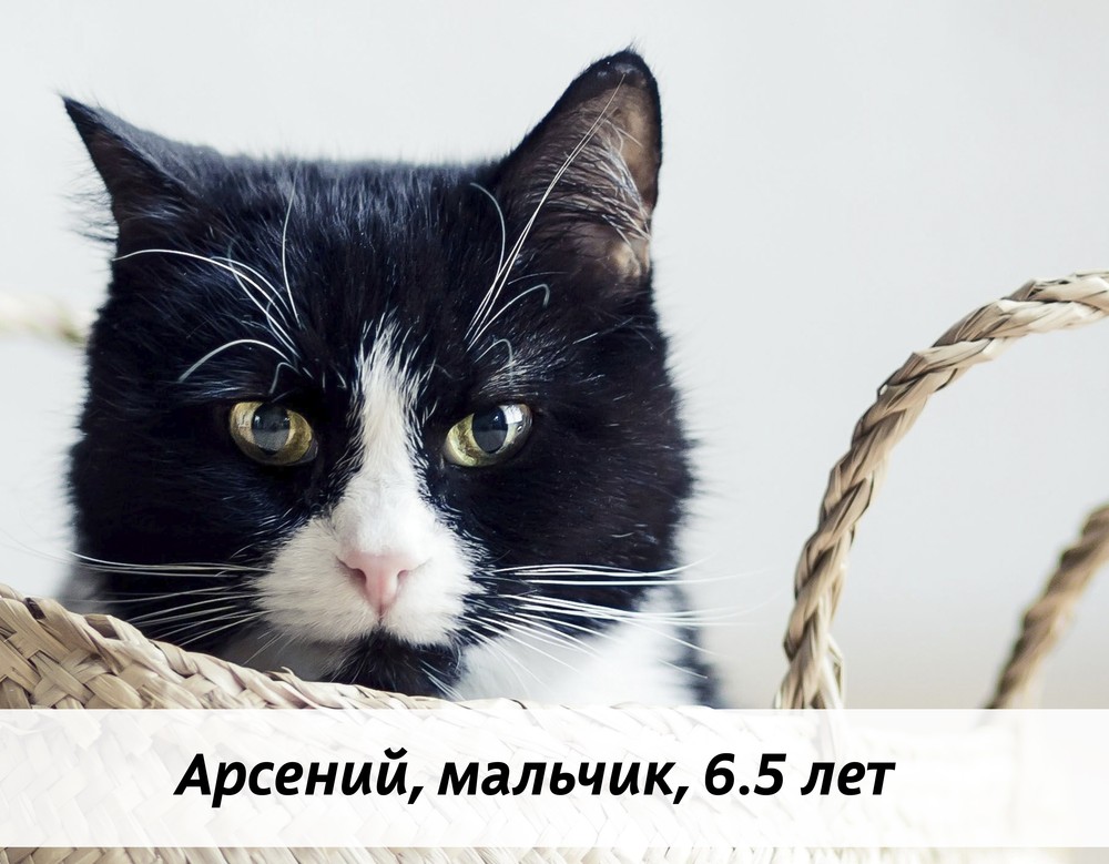 КОТЫ-УЧАСТНИКИ