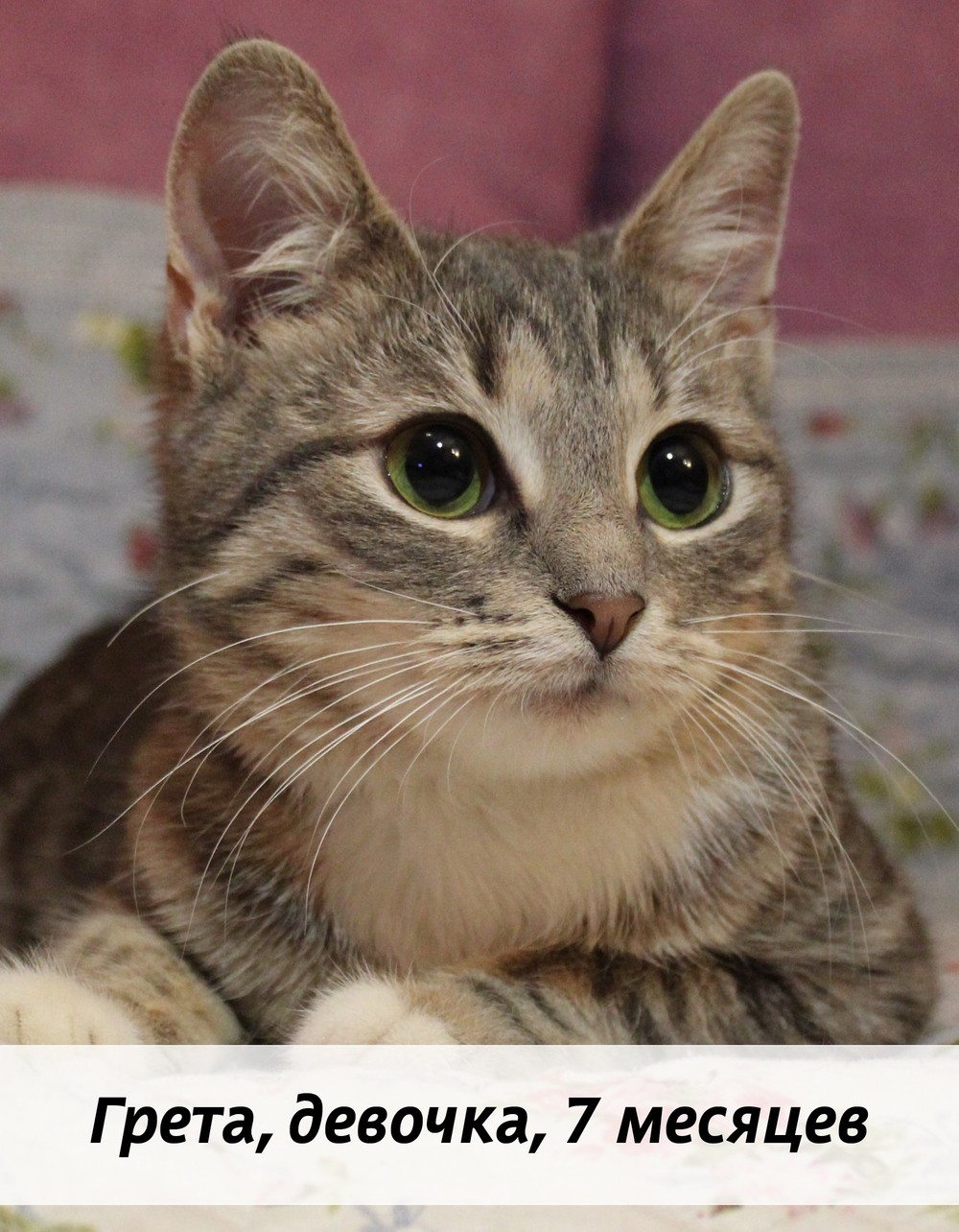 КОТЫ-УЧАСТНИКИ