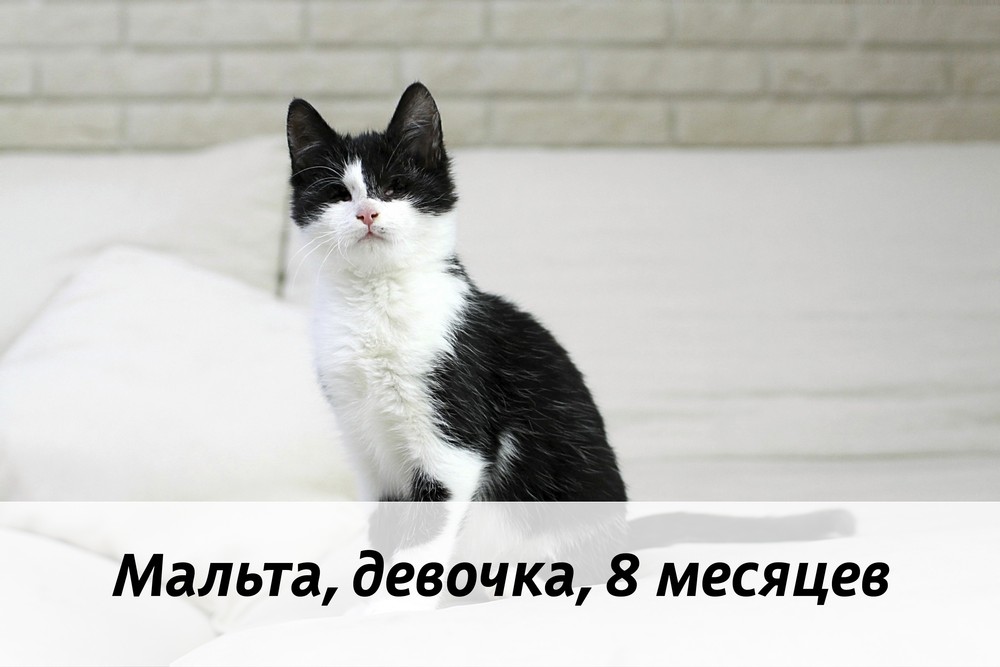 КОТЫ-УЧАСТНИКИ