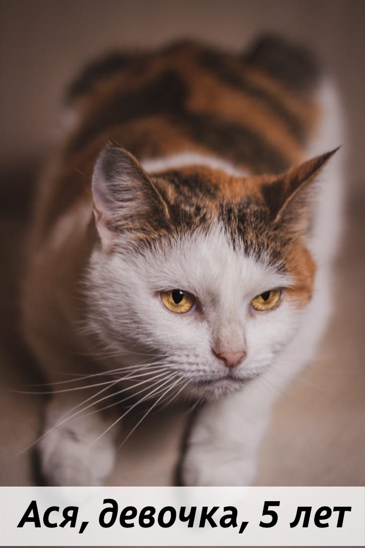 КОТЫ-УЧАСТНИКИ