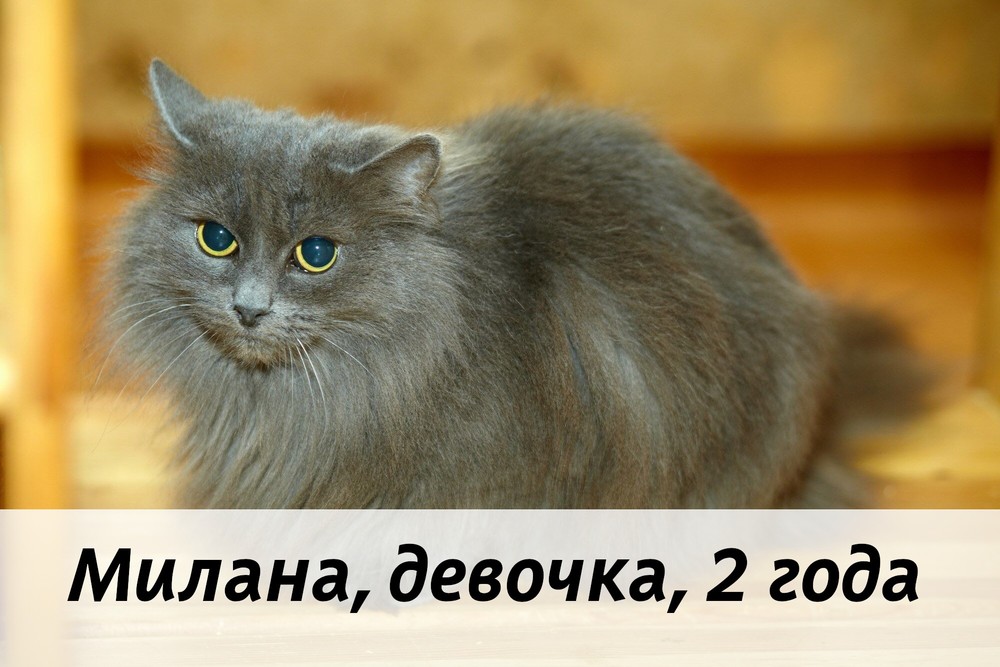 КОТЫ-УЧАСТНИКИ