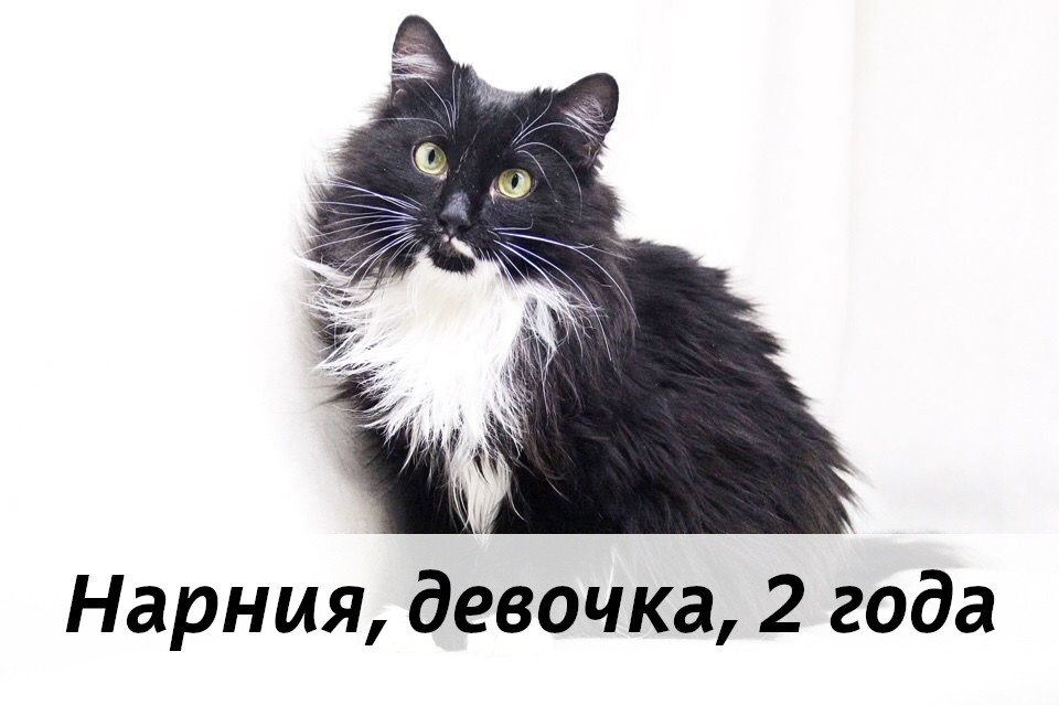 КОТЫ-УЧАСТНИКИ