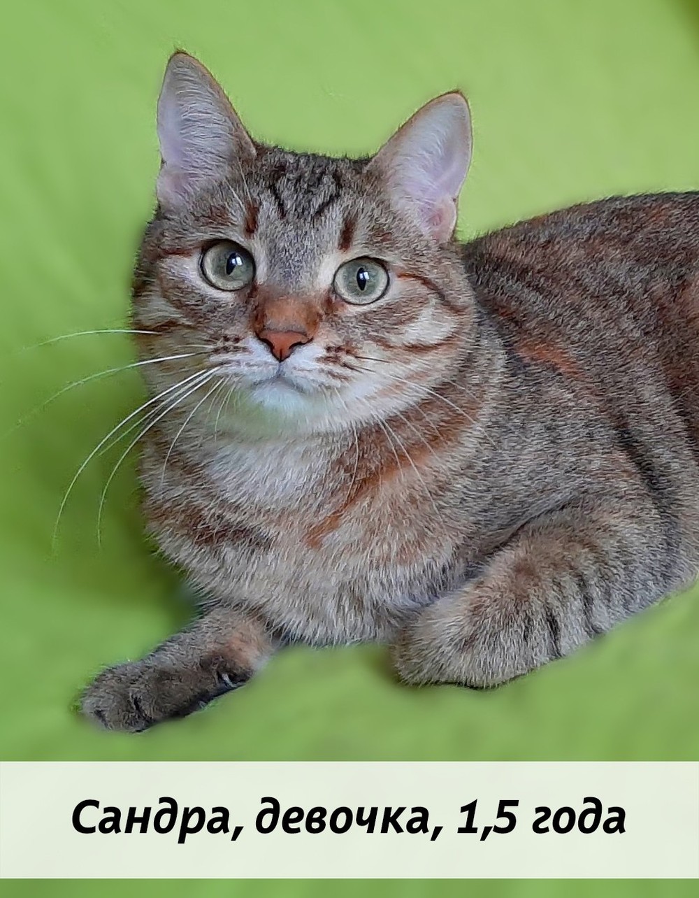 КОТЫ-УЧАСТНИКИ