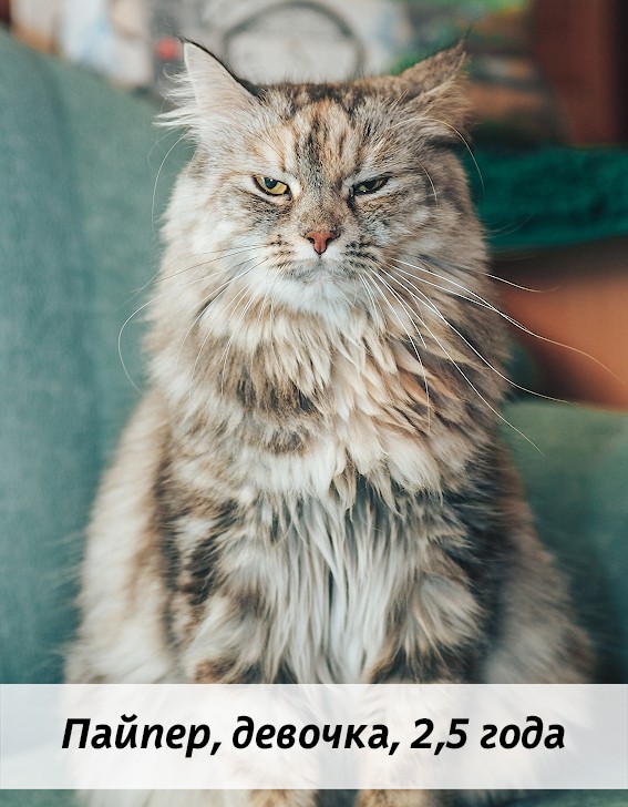 КОТЫ-УЧАСТНИКИ