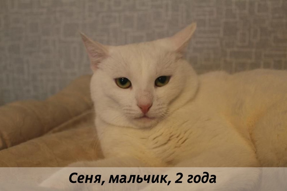 КОТЫ-УЧАСТНИКИ