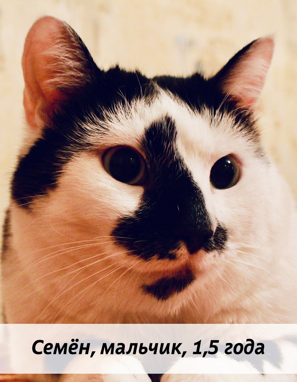 КОТЫ-УЧАСТНИКИ