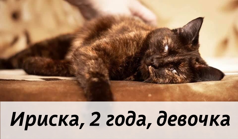 КОТЫ-УЧАСТНИКИ