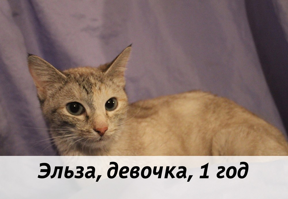 КОТЫ-УЧАСТНИКИ