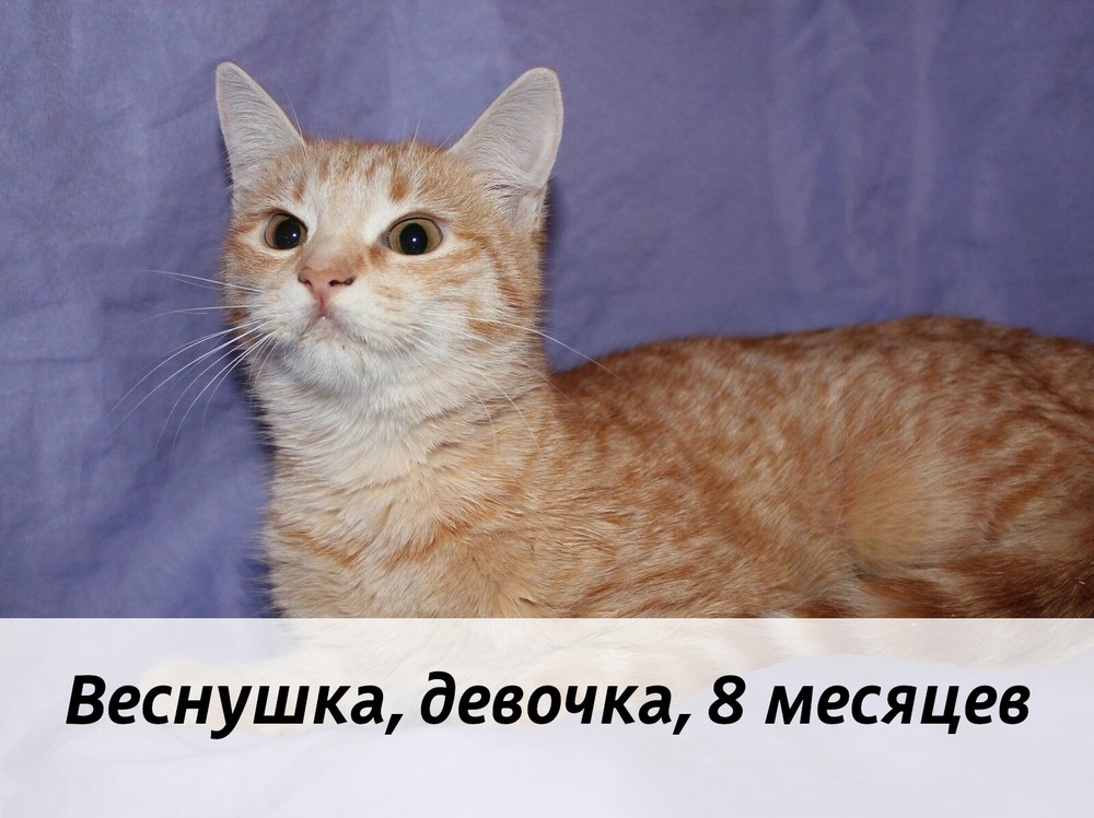 КОТЫ-УЧАСТНИКИ
