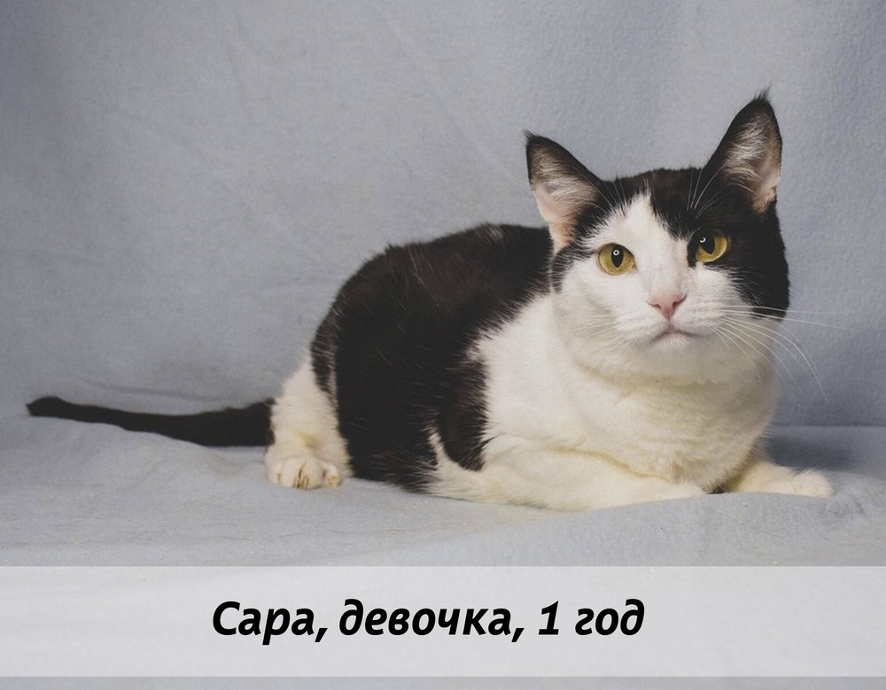 КОТЫ-УЧАСТНИКИ