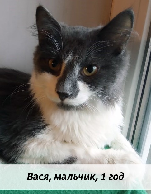 КОТЫ-УЧАСТНИКИ