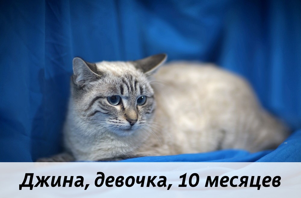 КОТЫ-УЧАСТНИКИ