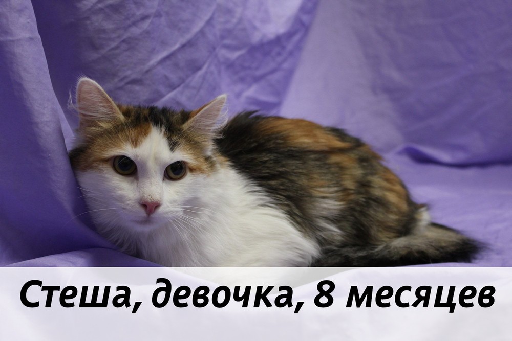 КОТЫ-УЧАСТНИКИ