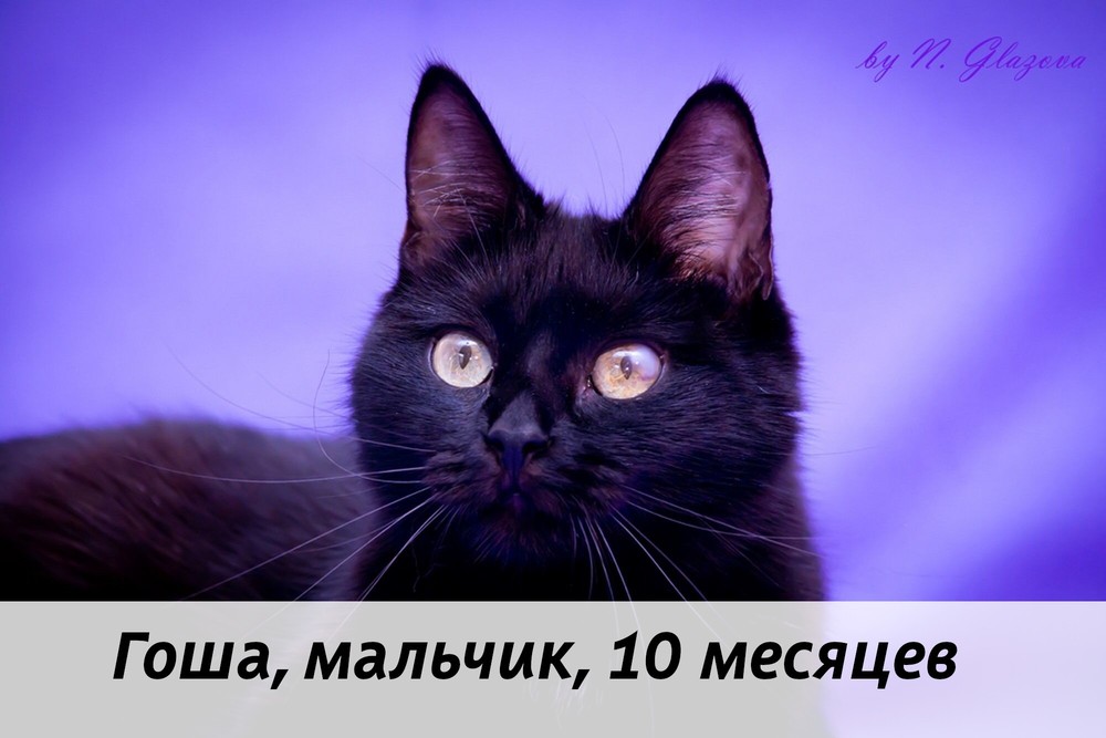 КОТЫ-УЧАСТНИКИ