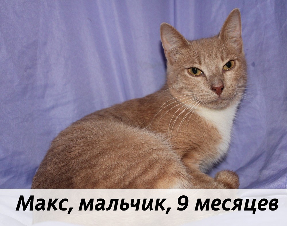 КОТЫ-УЧАСТНИКИ