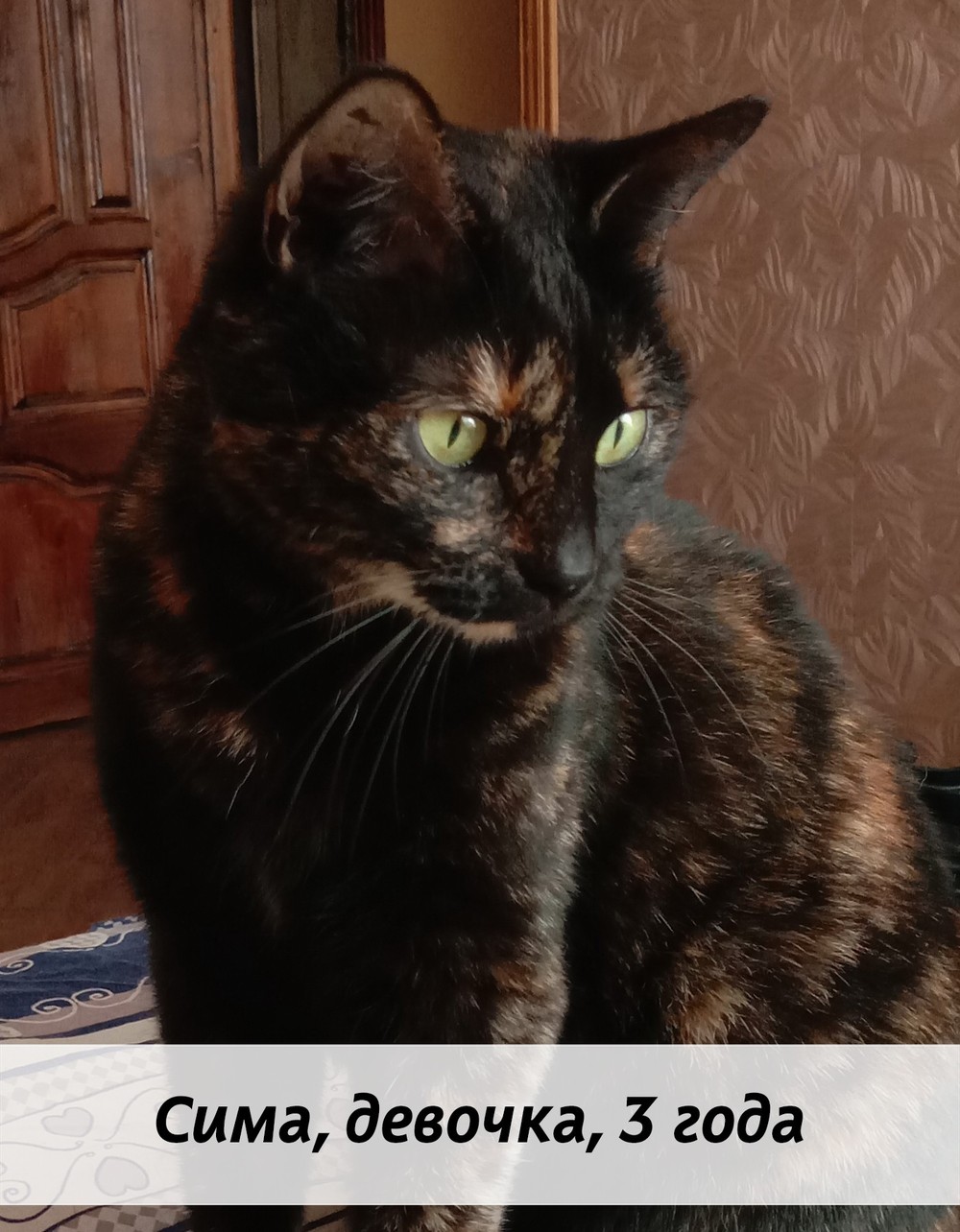 КОТЫ-УЧАСТНИКИ