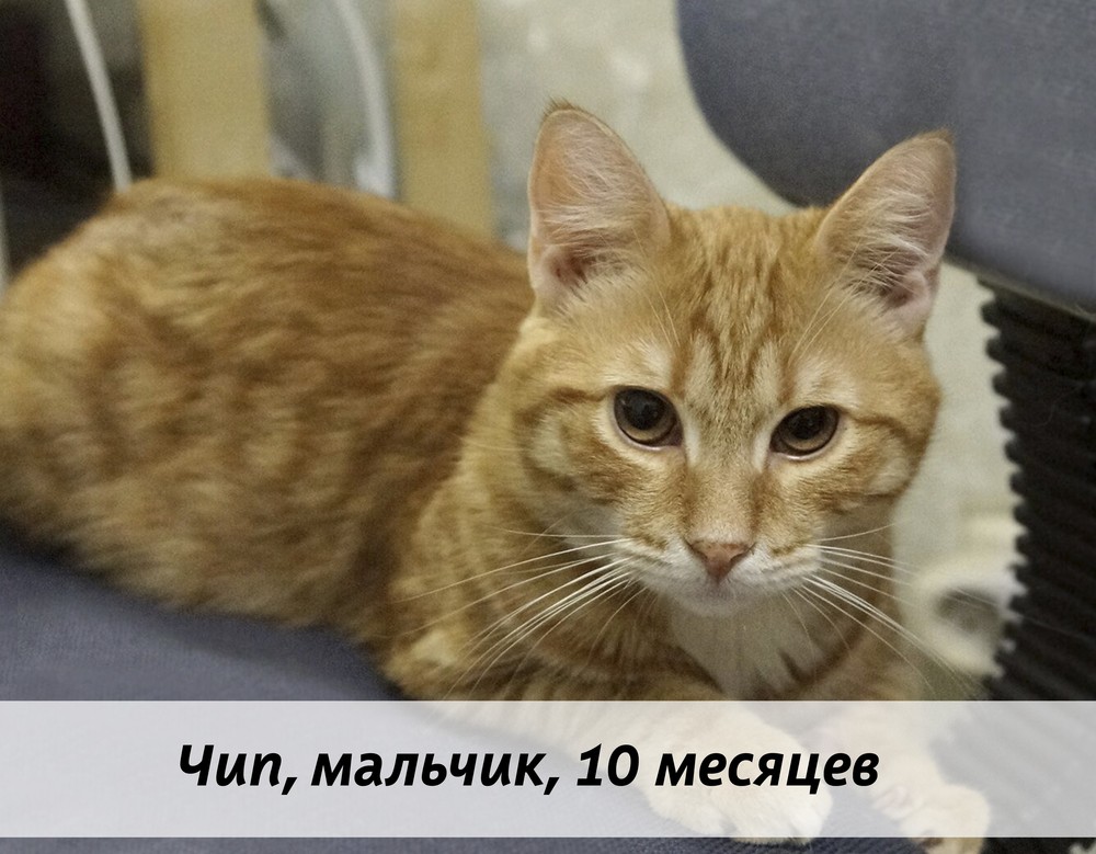 КОТЫ-УЧАСТНИКИ