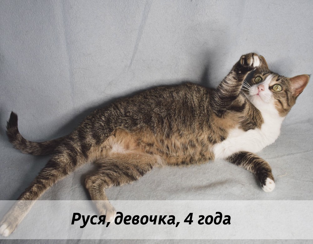 КОТЫ-УЧАСТНИКИ
