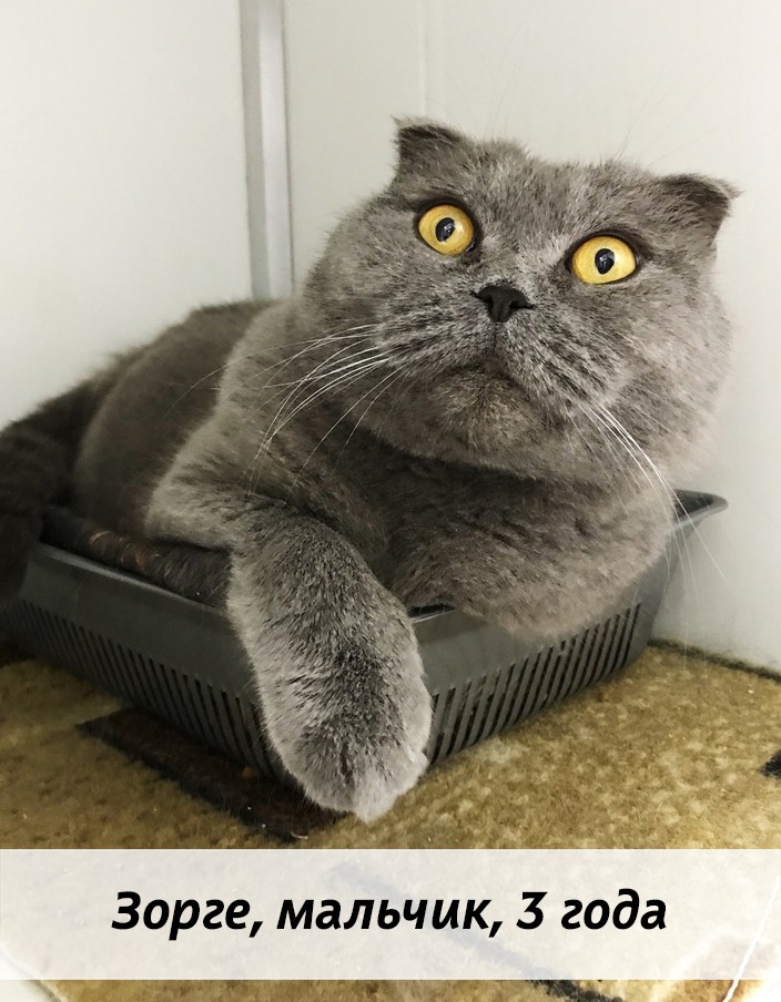 КОТЫ-УЧАСТНИКИ
