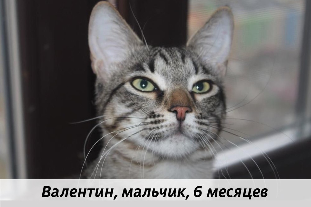 КОТЫ-УЧАСТНИКИ