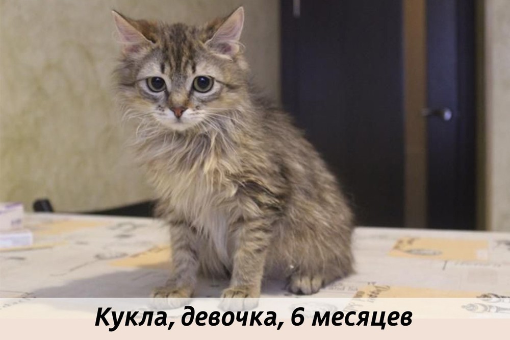 КОТЫ-УЧАСТНИКИ