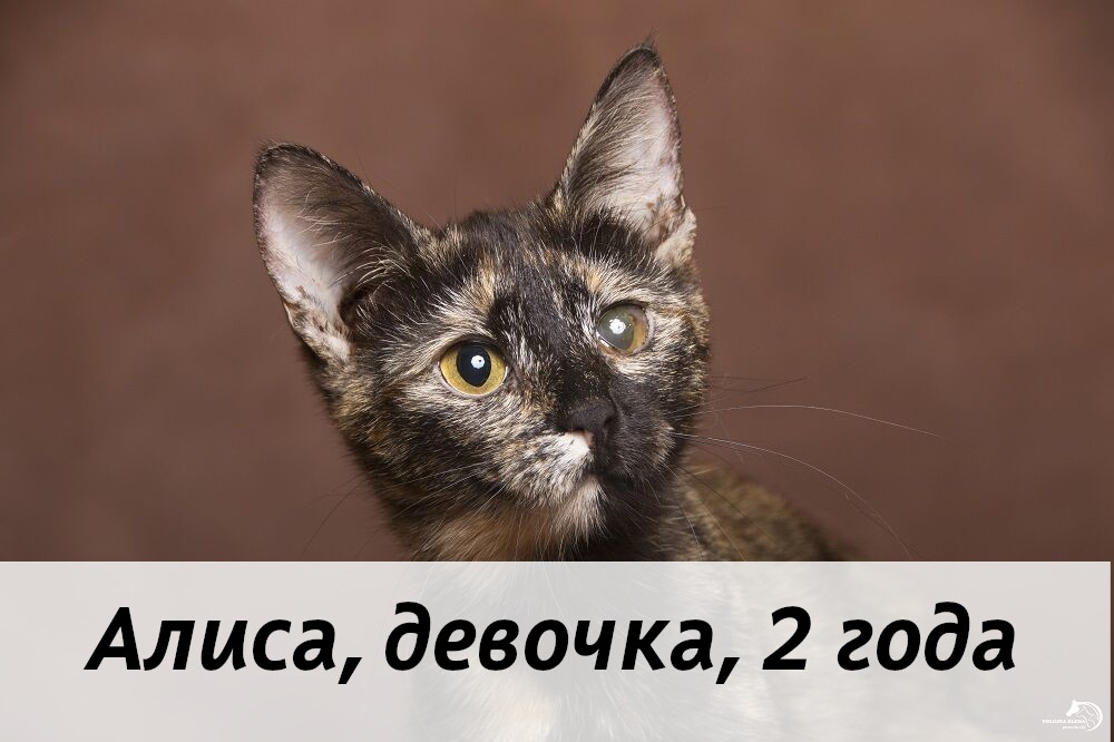 КОТЫ-УЧАСТНИКИ