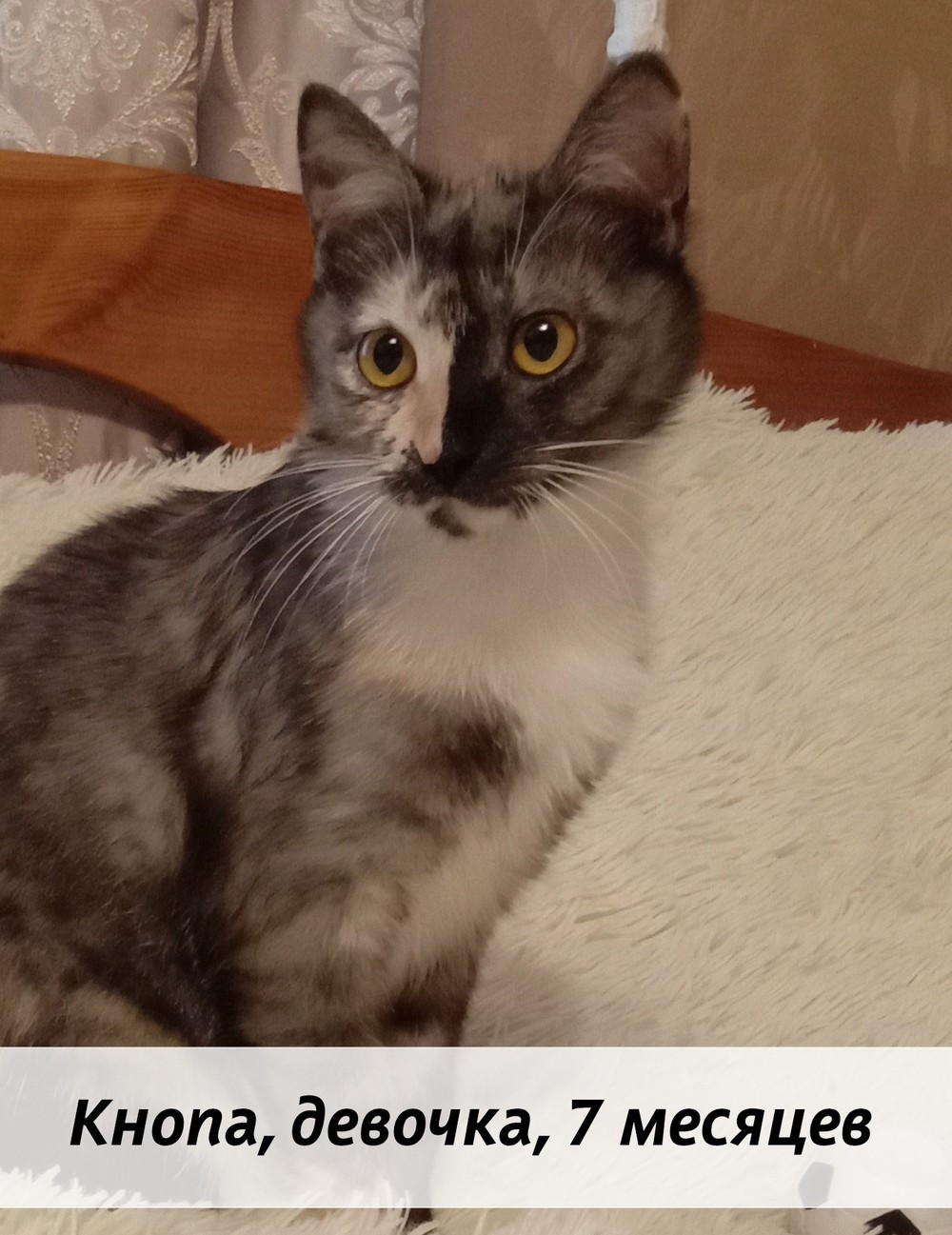 КОТЫ-УЧАСТНИКИ