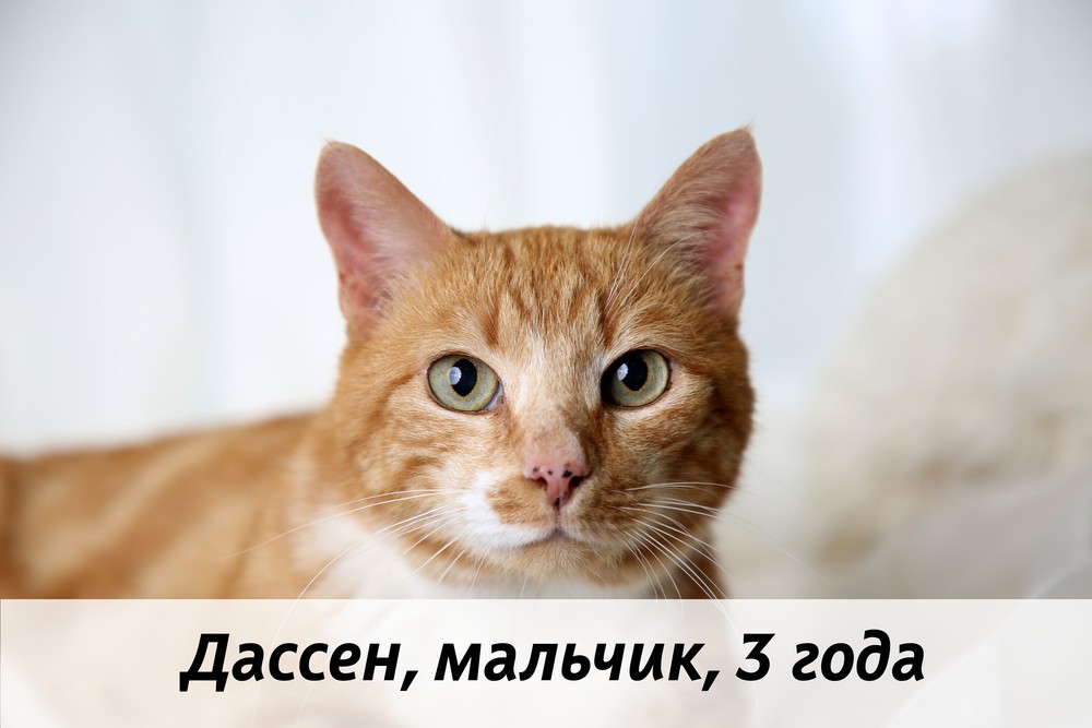 КОТЫ-УЧАСТНИКИ