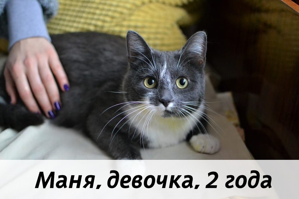 КОТЫ-УЧАСТНИКИ