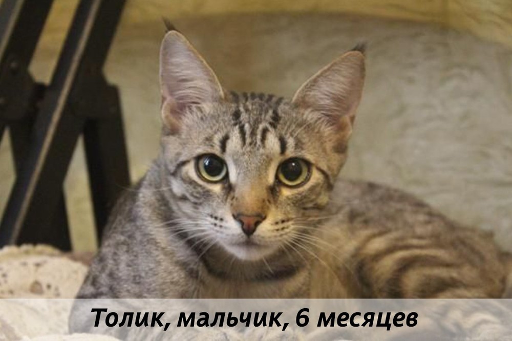 КОТЫ-УЧАСТНИКИ