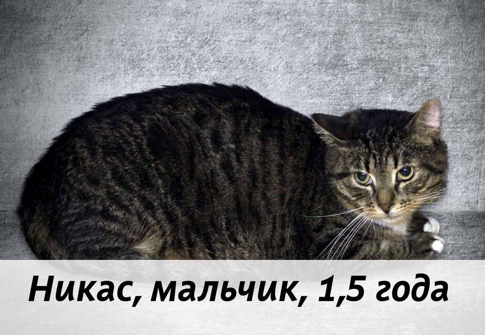 КОТЫ-УЧАСТНИКИ