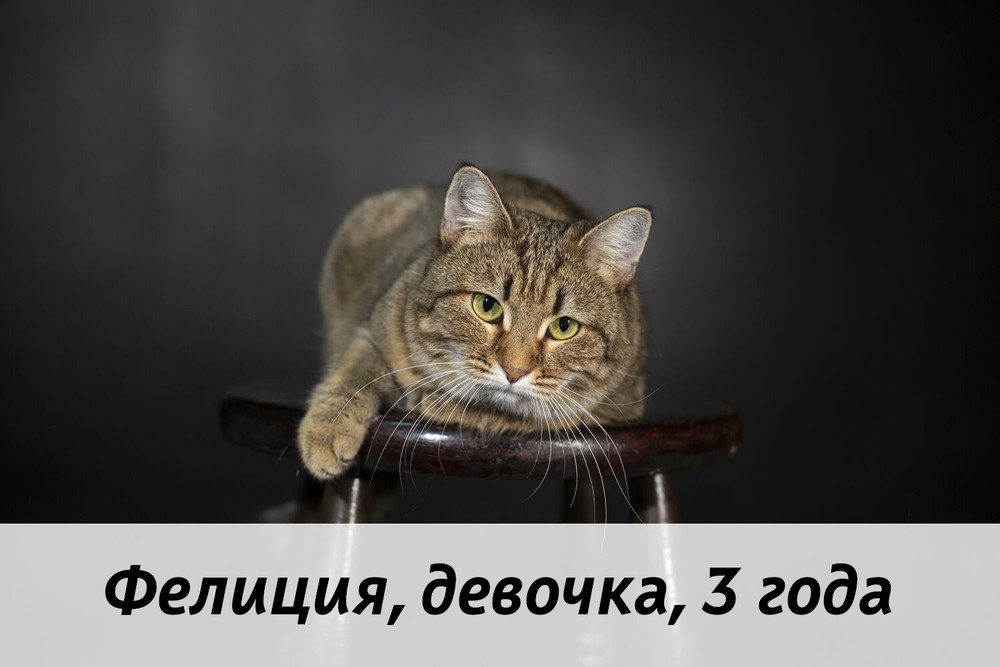 КОТЫ-УЧАСТНИКИ
