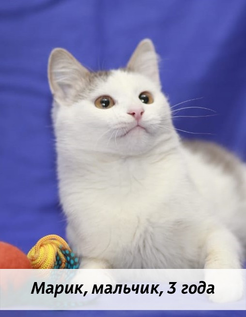 КОТЫ-УЧАСТНИКИ